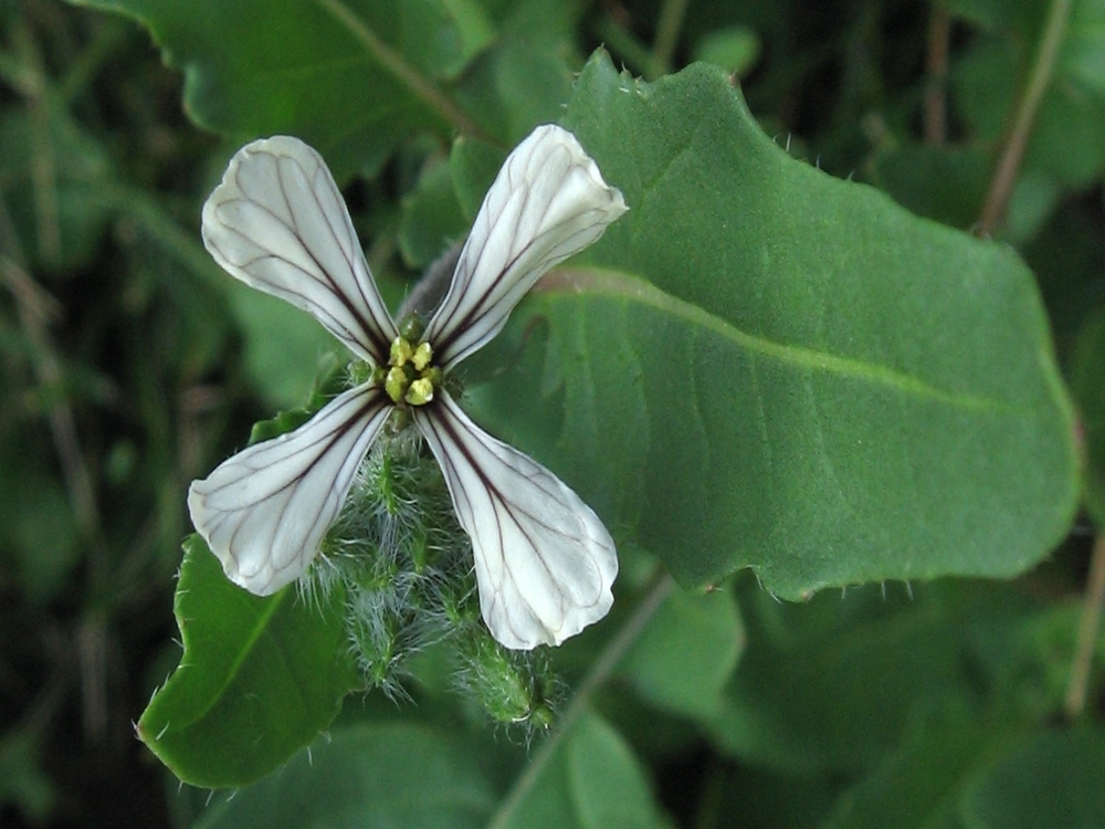 wild radish flower