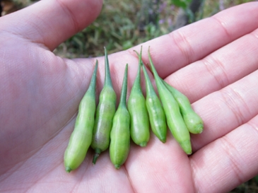 wild radish fruit