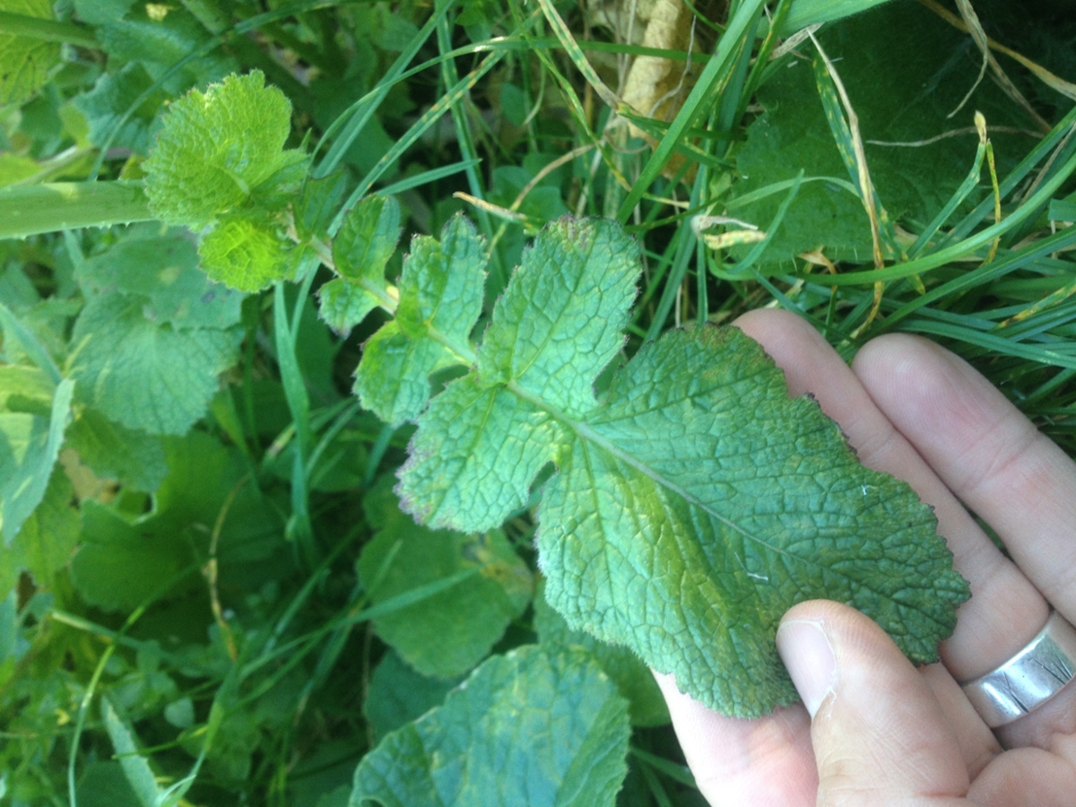 wild radish leaf