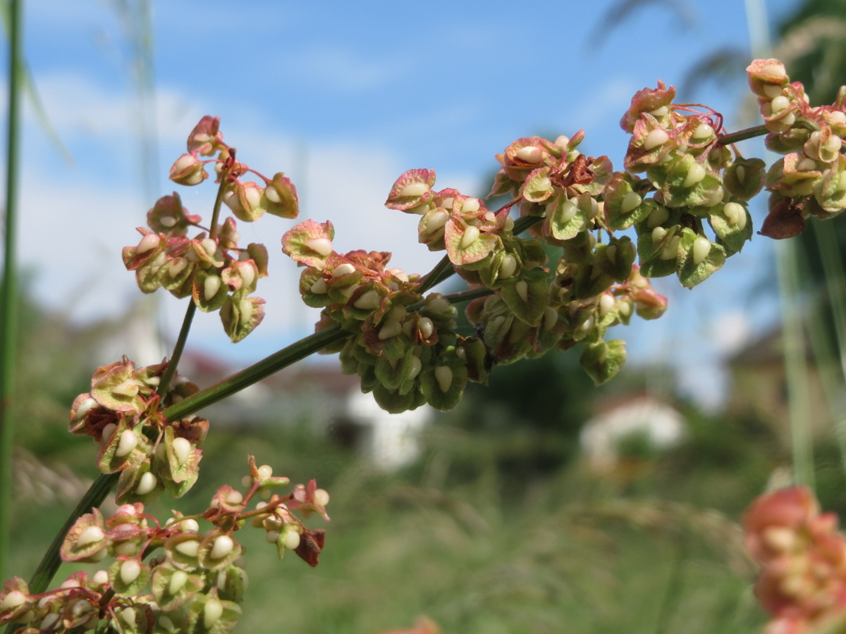 broadleaf dock flower