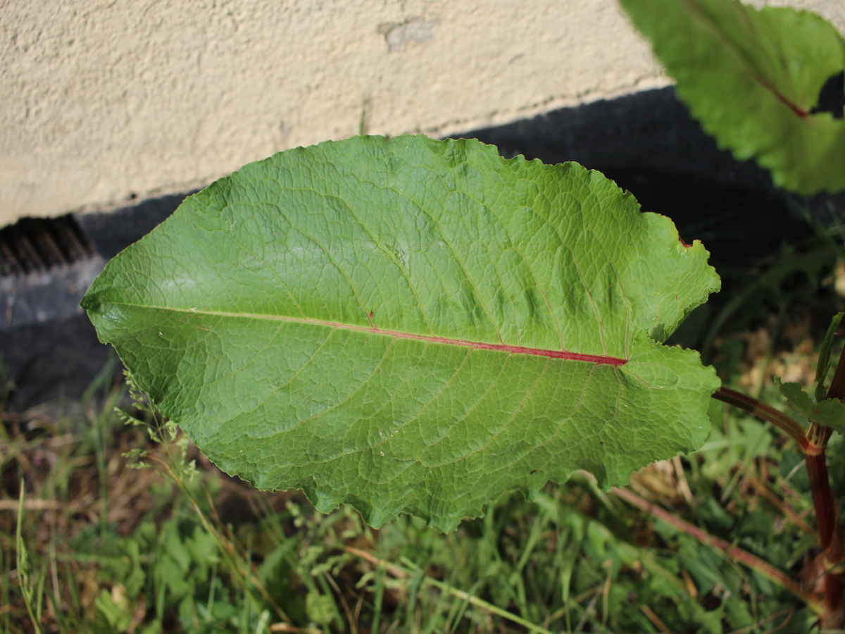 broadleaf dock leaf