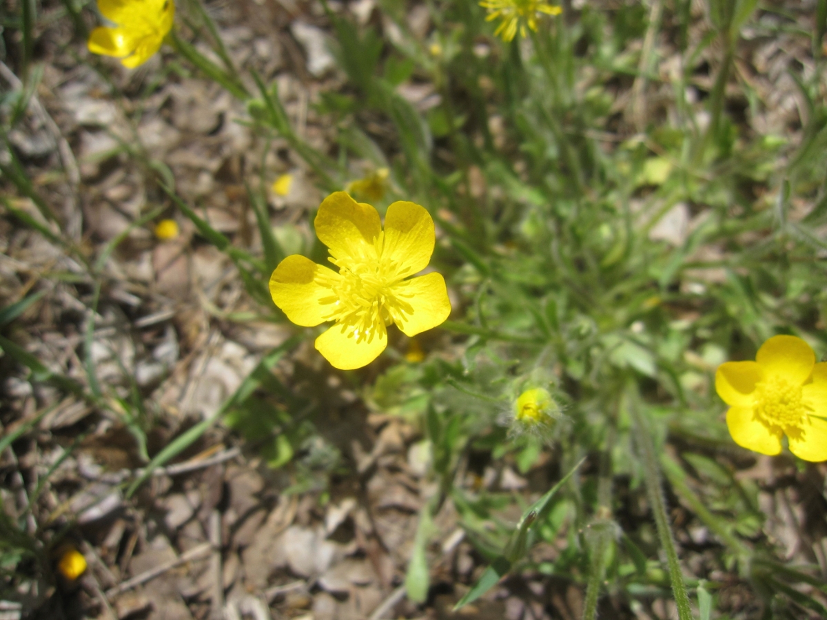 corn buttercup flower