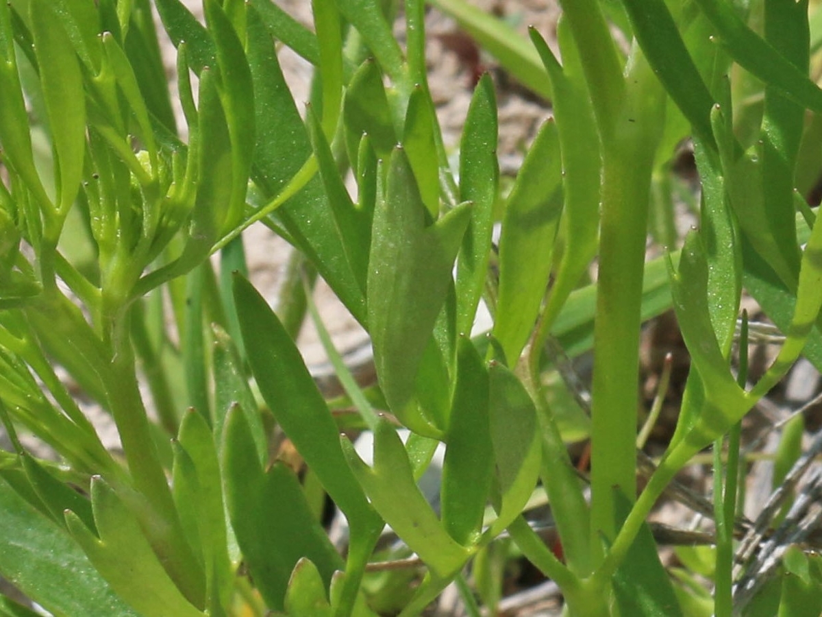 corn buttercup leaves