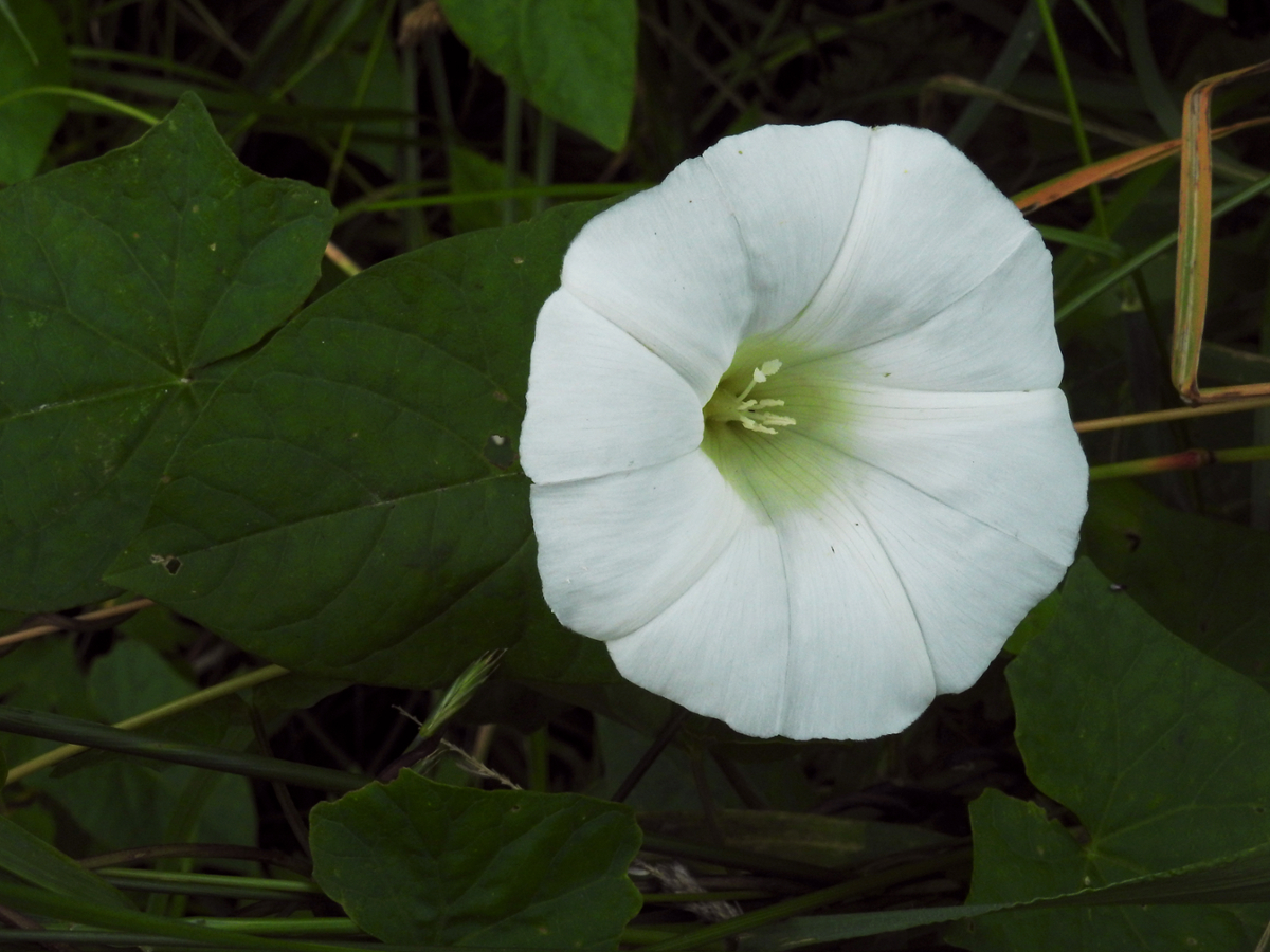 Hedge bindweed flower