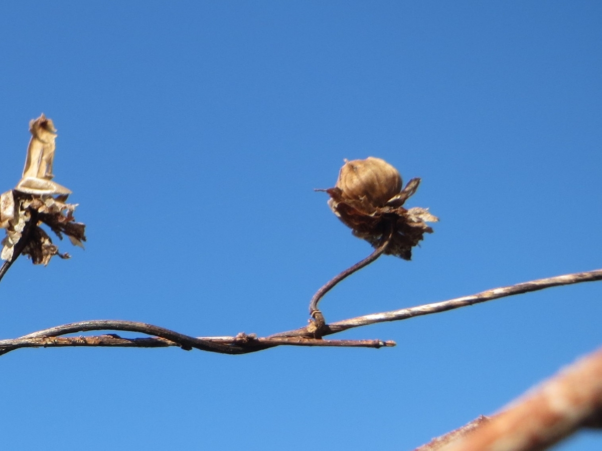 Hedge bindweed fruit