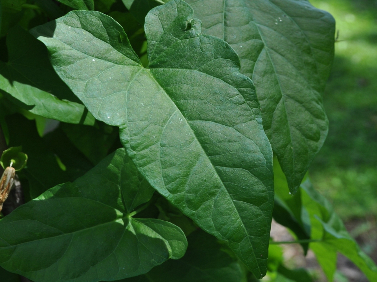 Hedge bindweed leaf