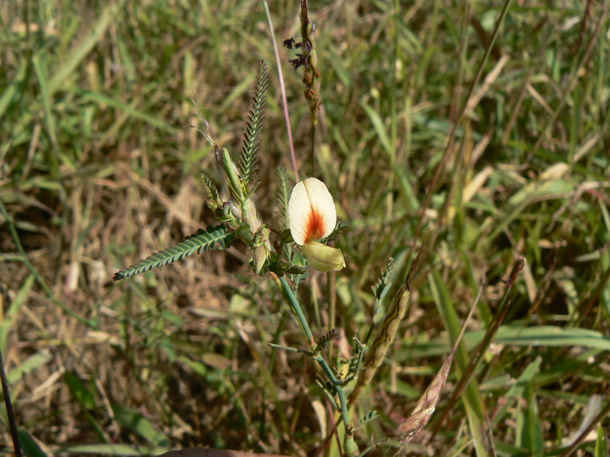 Indian jointvetch flower