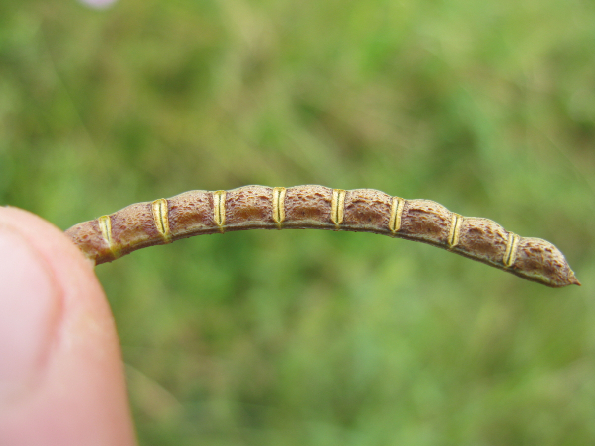 Indian jointvetch fruit