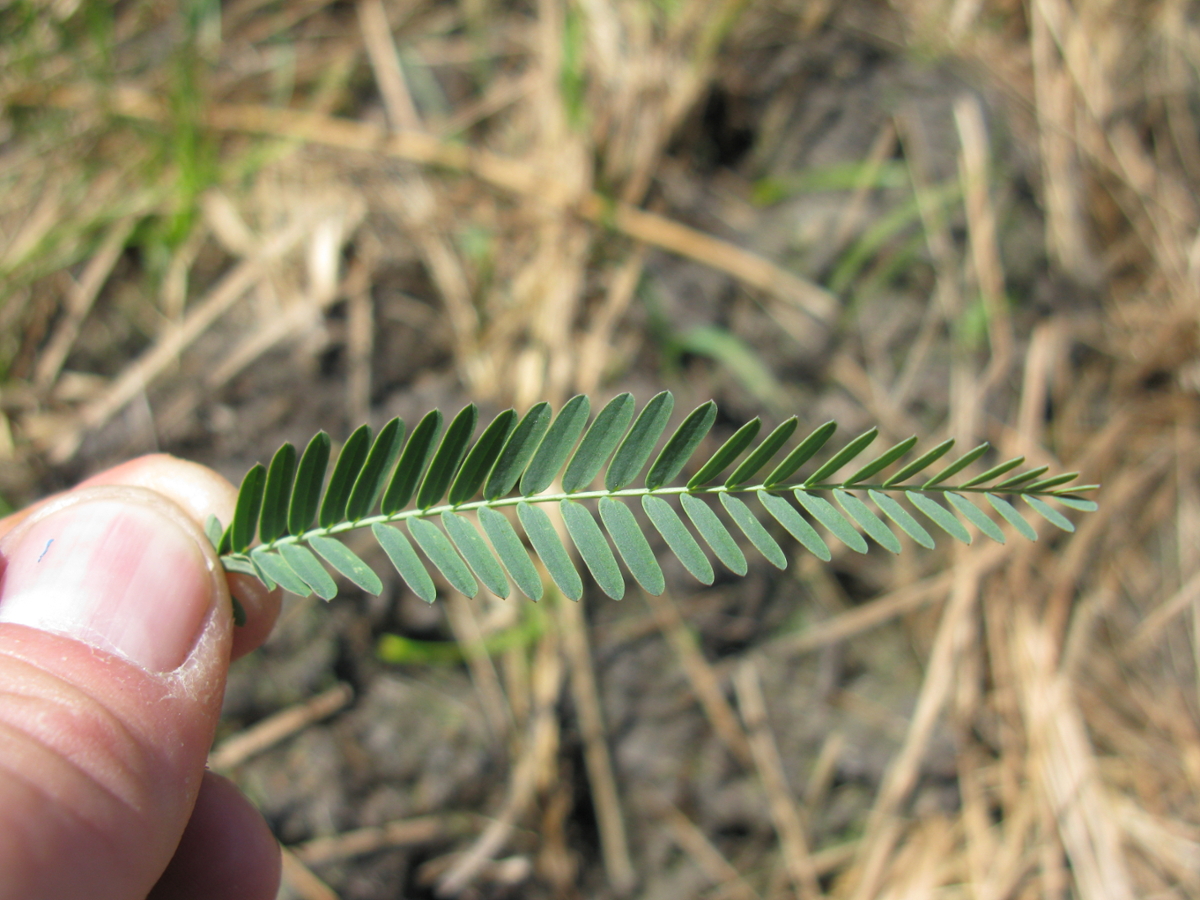 Indian jointvetch leaf