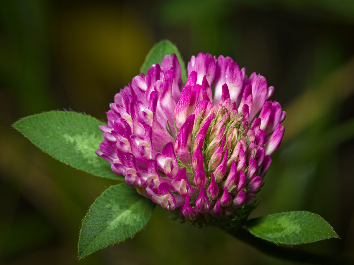 Red clover flower