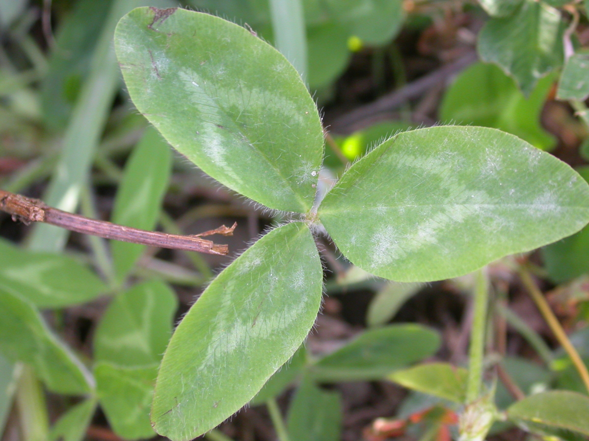 Red clover leaf