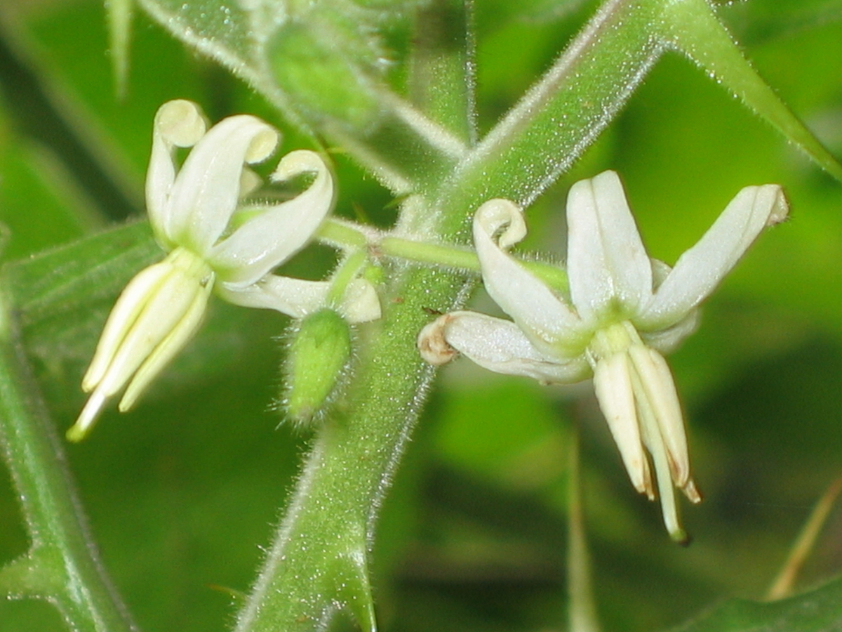 Red soda apple flower