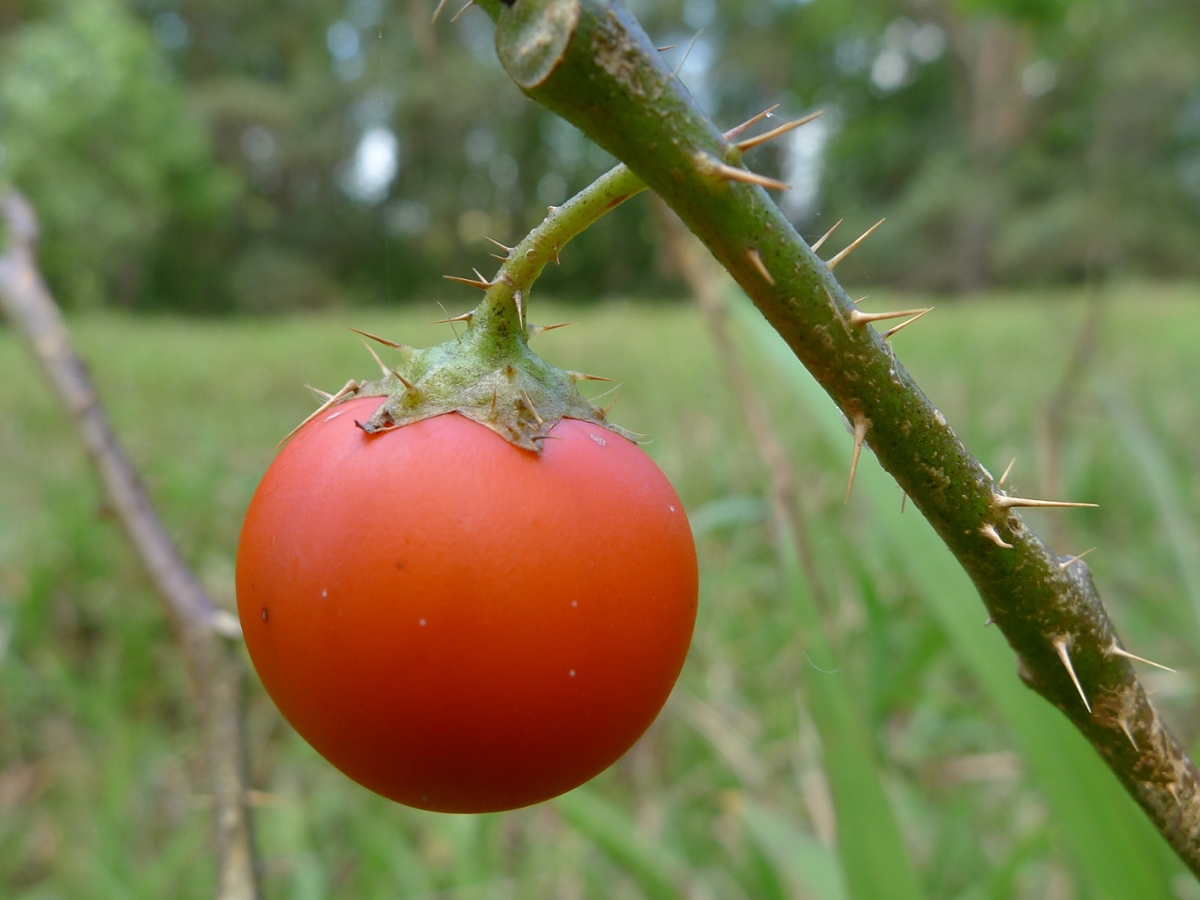 Red soda apple fruit