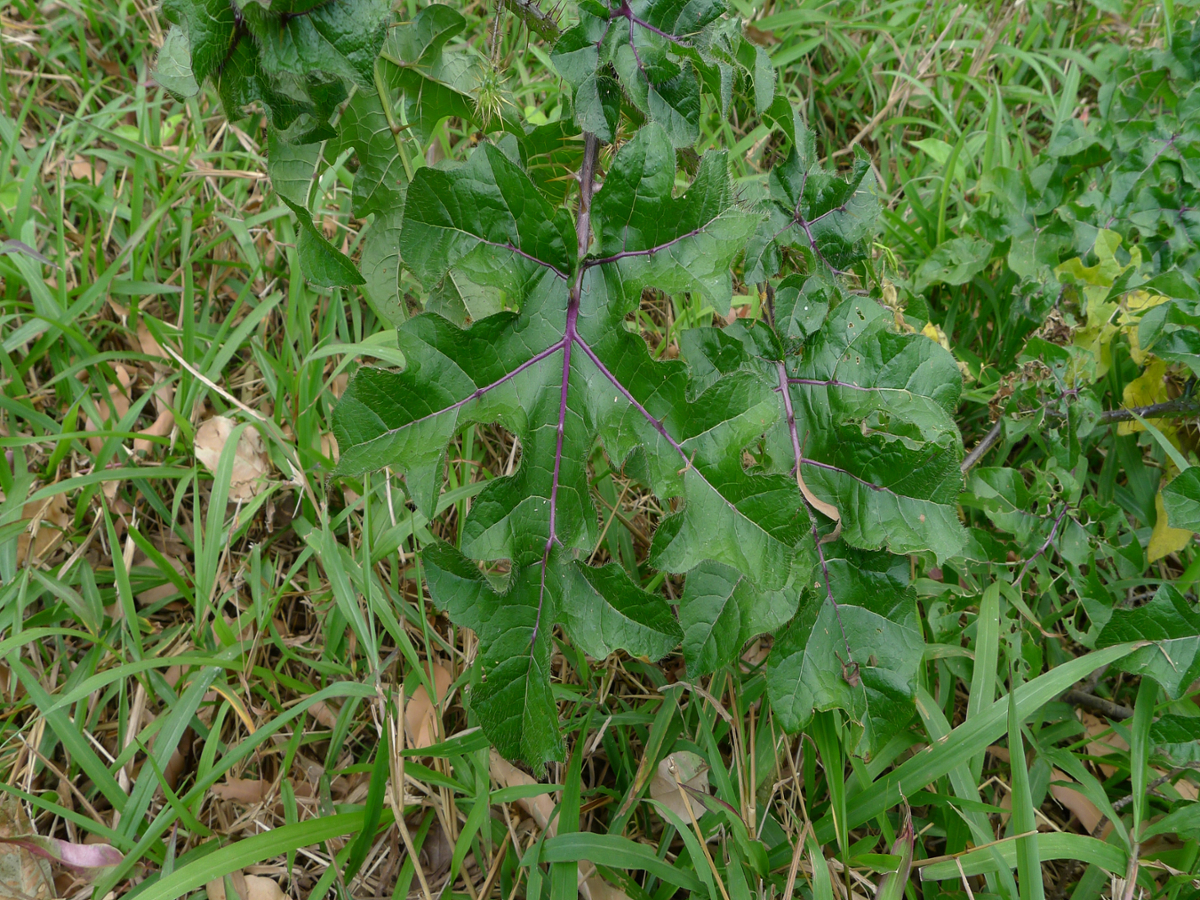 Red soda apple leaf