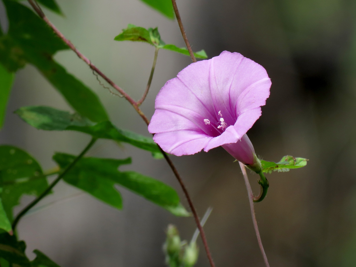 Sharp-pod morningglory flower