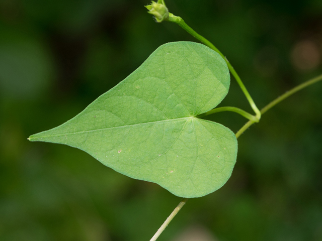 Sharp-pod morningglory leaf