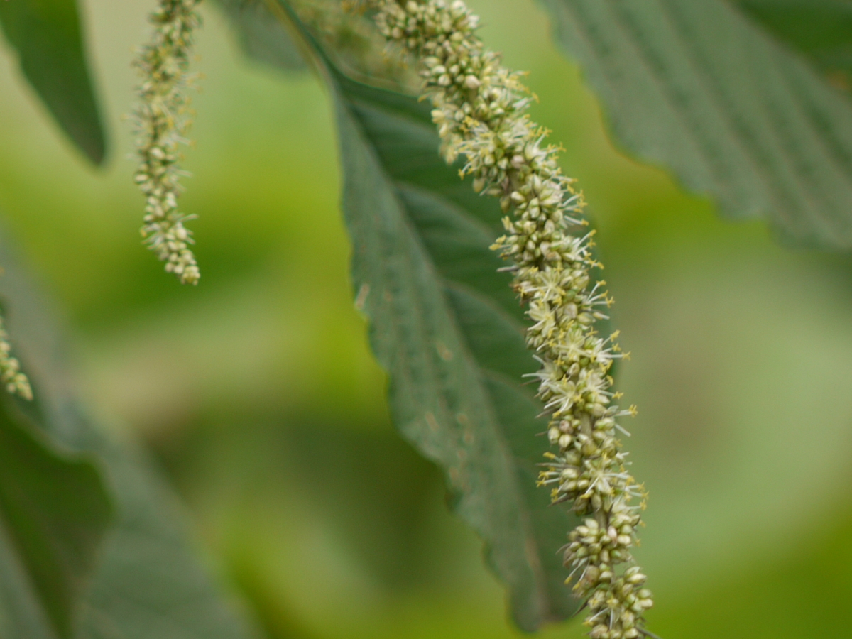 Spiny amaranth flowers