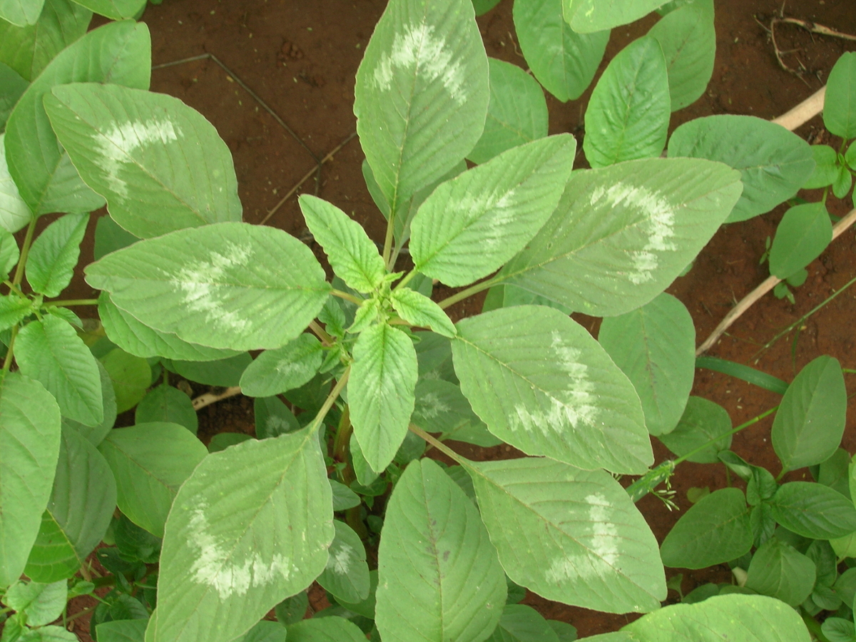 Spiny amaranth leaves