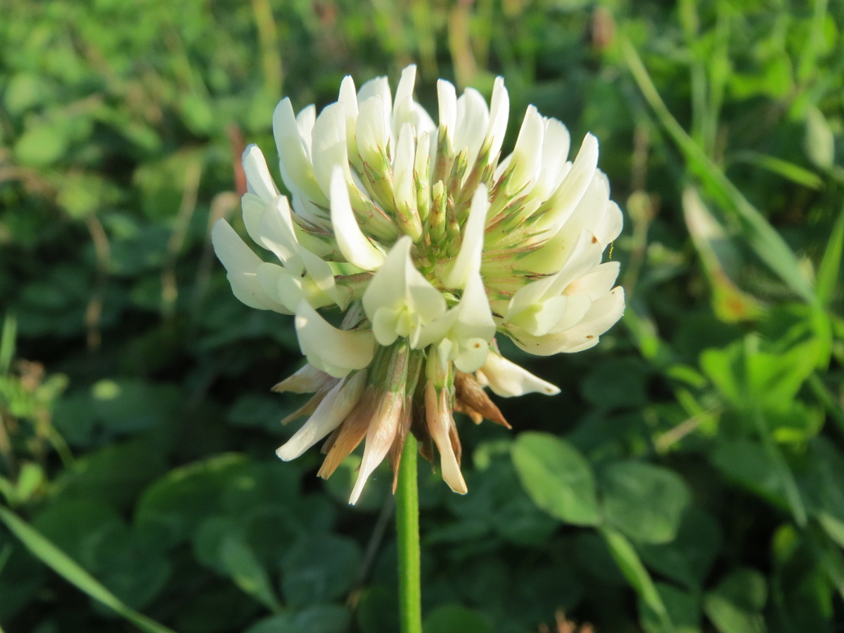 White clover flower