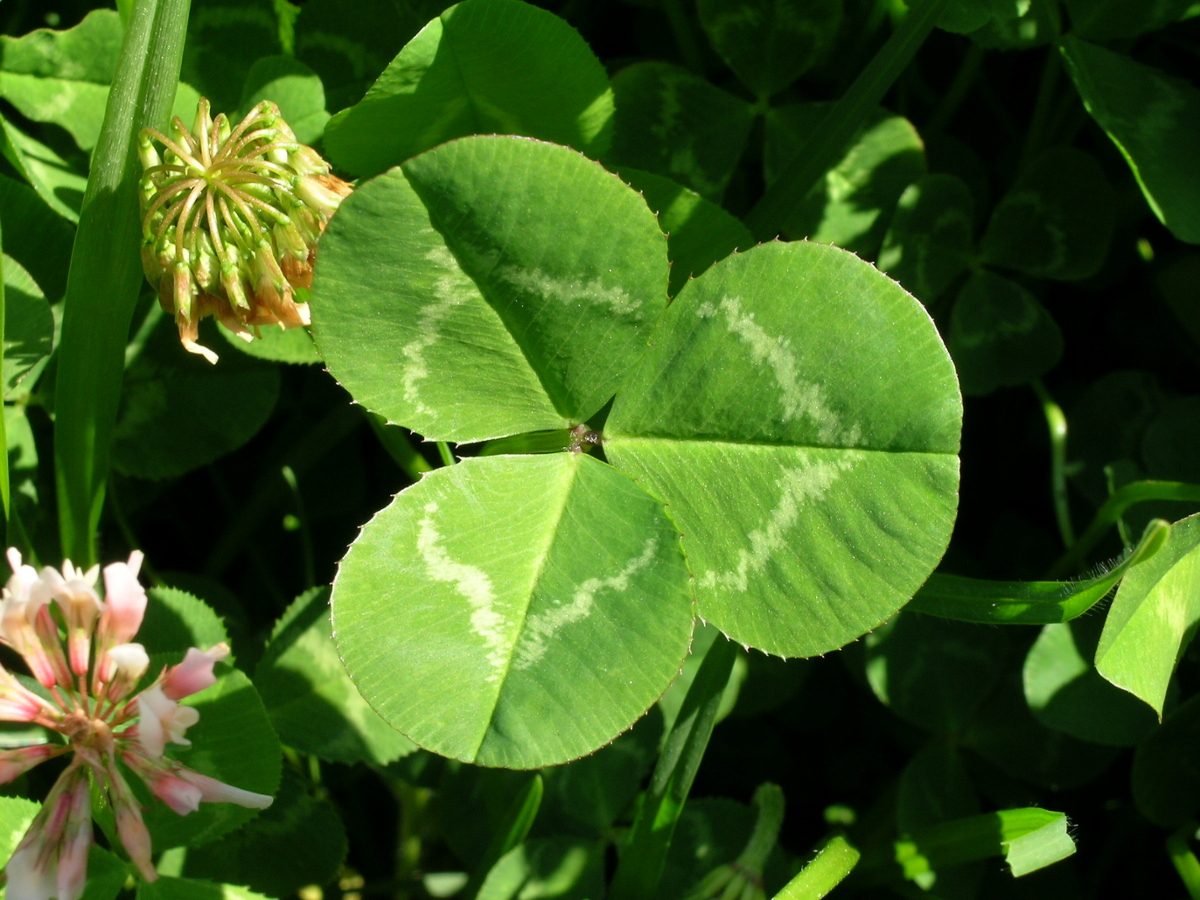 White clover leaf