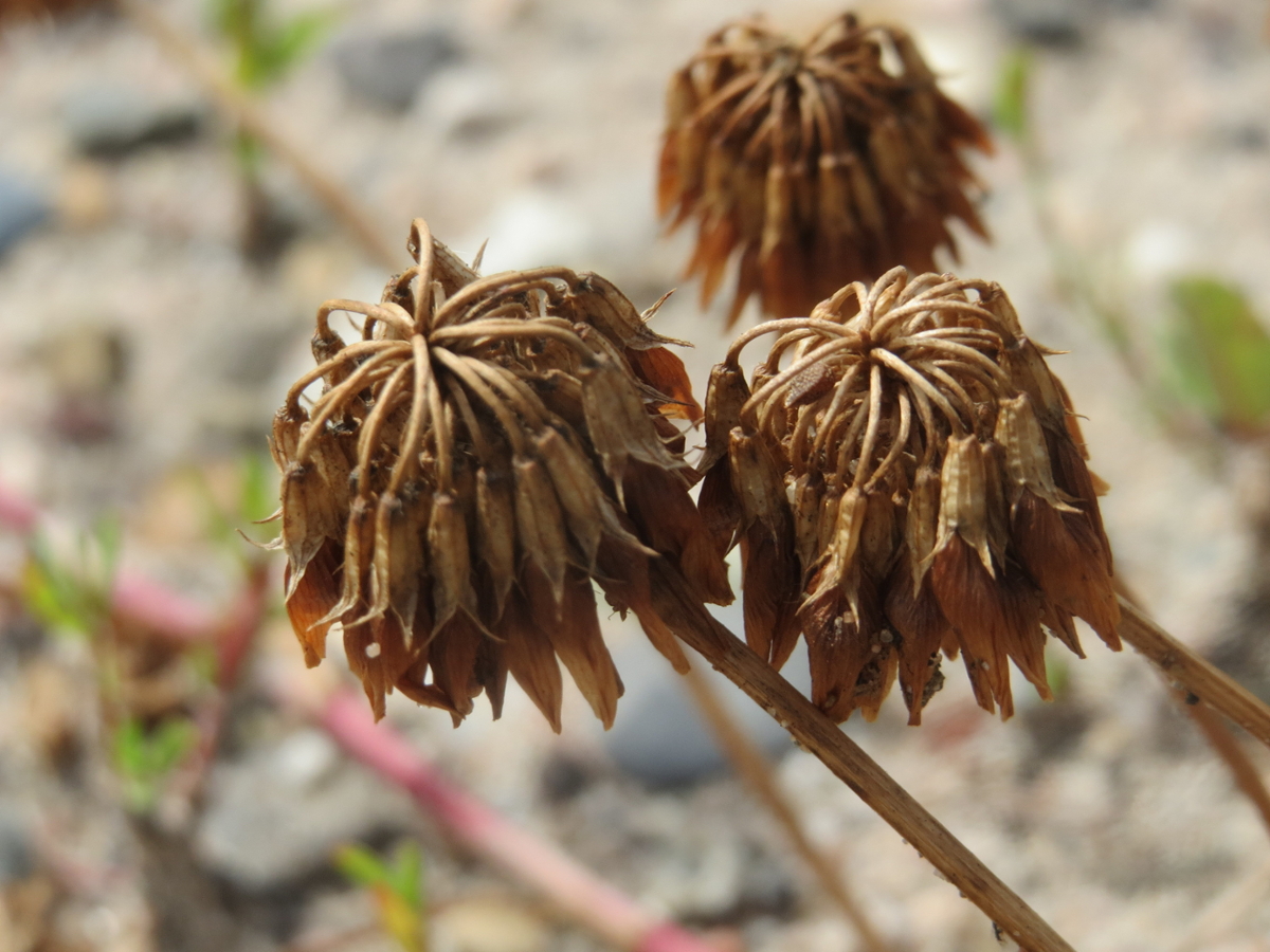 White clover seedhead