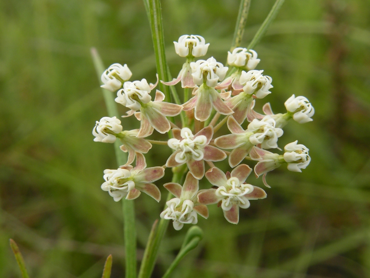 Eastern whorled milkweed flowers