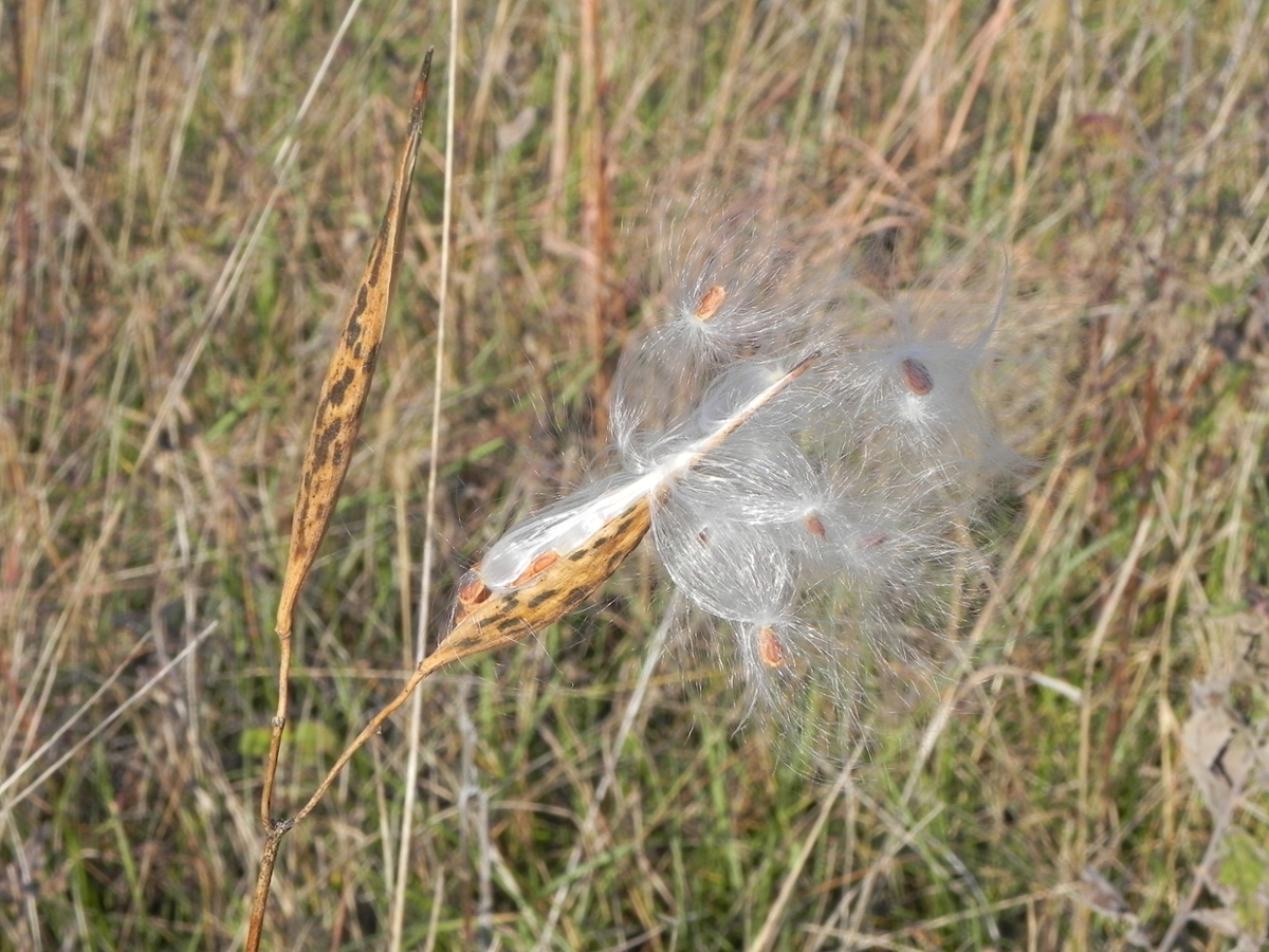 Eastern whorled milkweed fruit