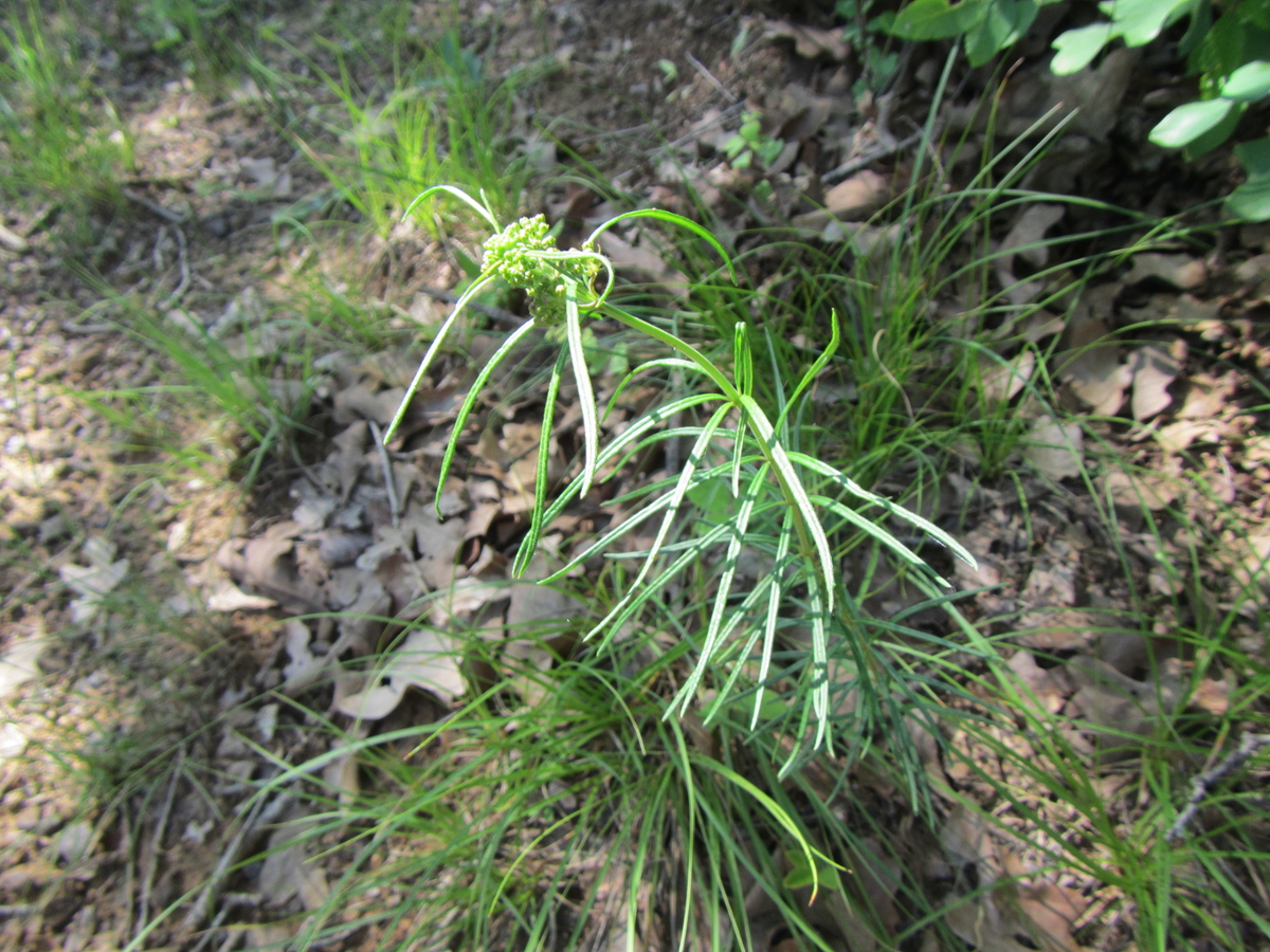 eastern whorled milkweed leaves