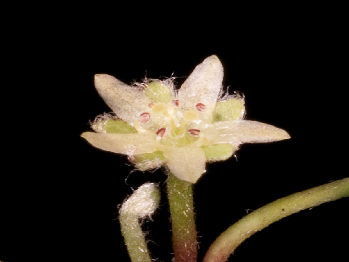 Carolina dichondra flower