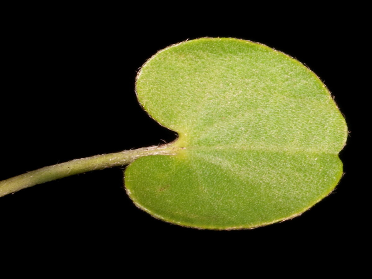 Carolina dichondra leaf