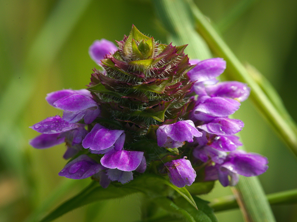 Healall flowers