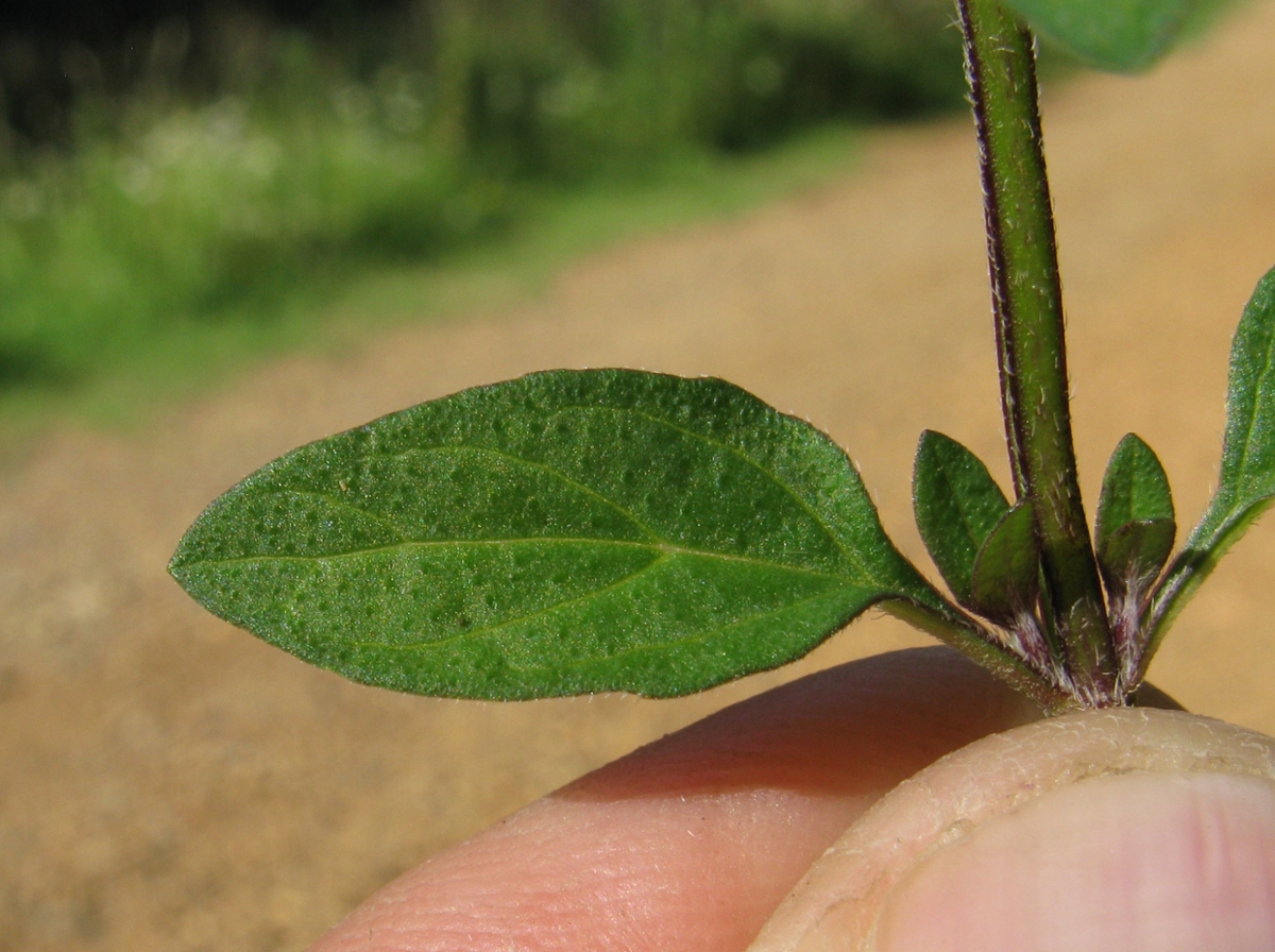 Healall leaf