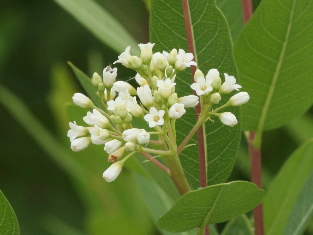 Hemp dogbane flowers