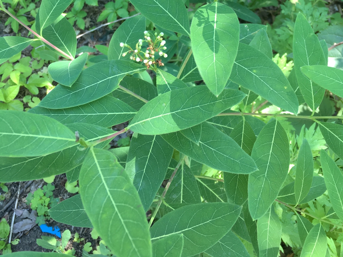 Hemp dogbane leaves