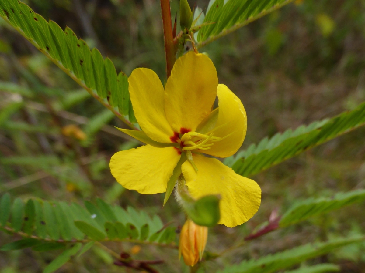 Partridgepea flower