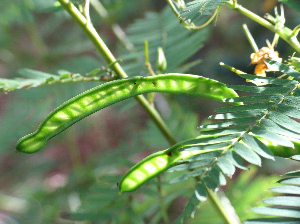 Partridgepea fruit