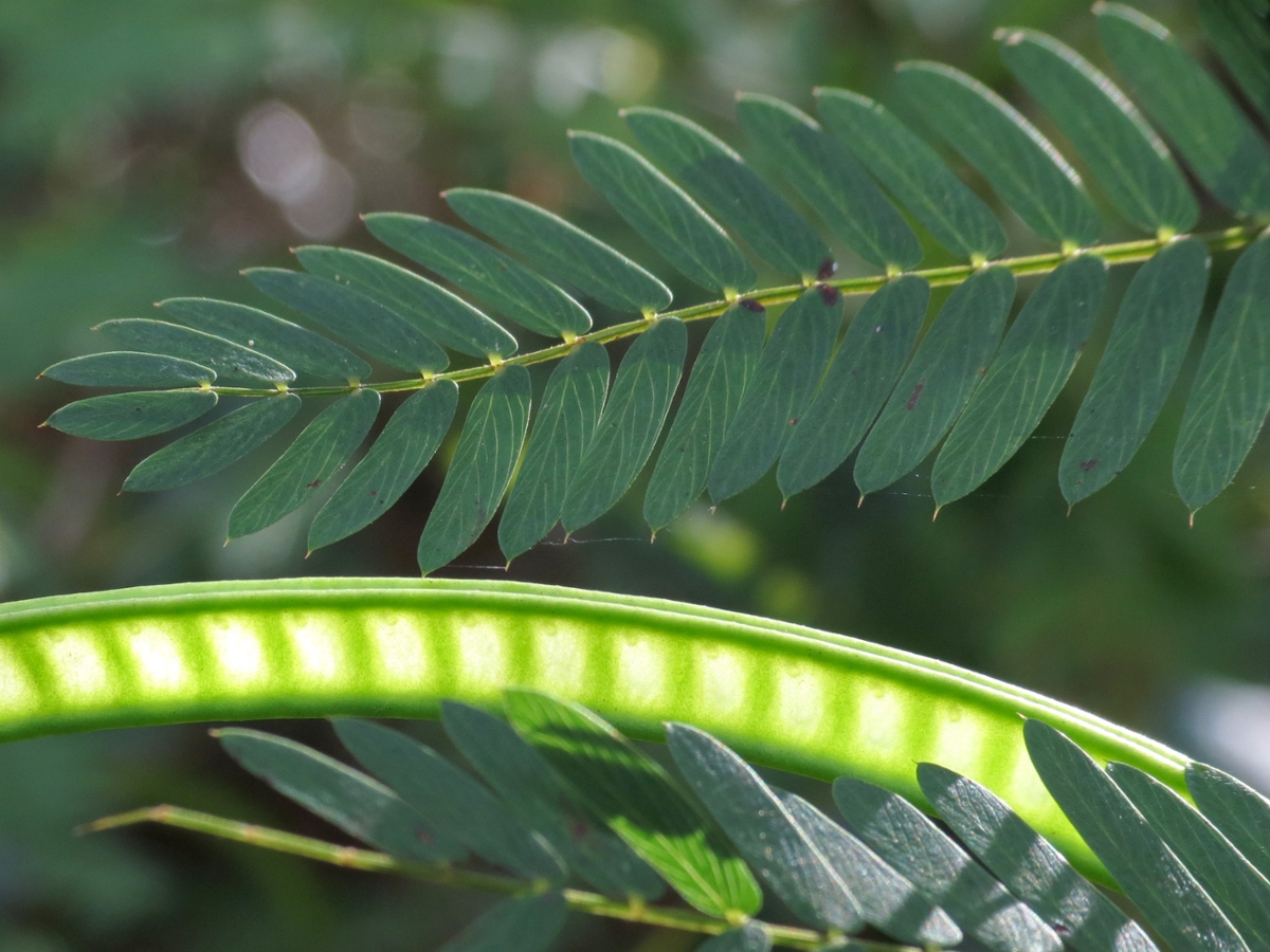 Partridgepea leaf