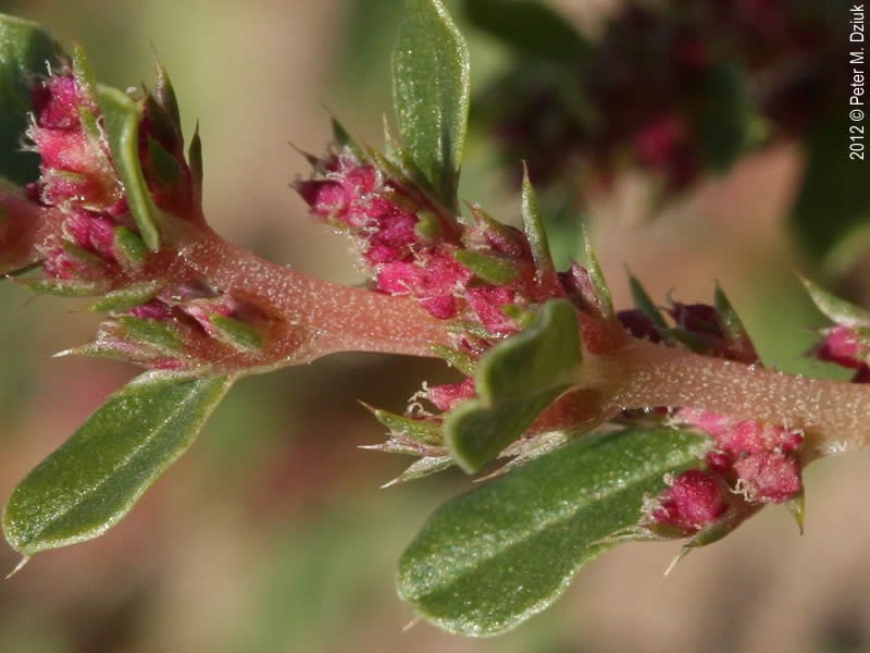 Prostrate amaranth fruit