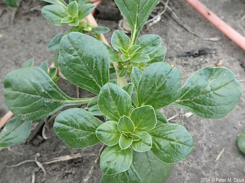 Prostrate amaranth leaves