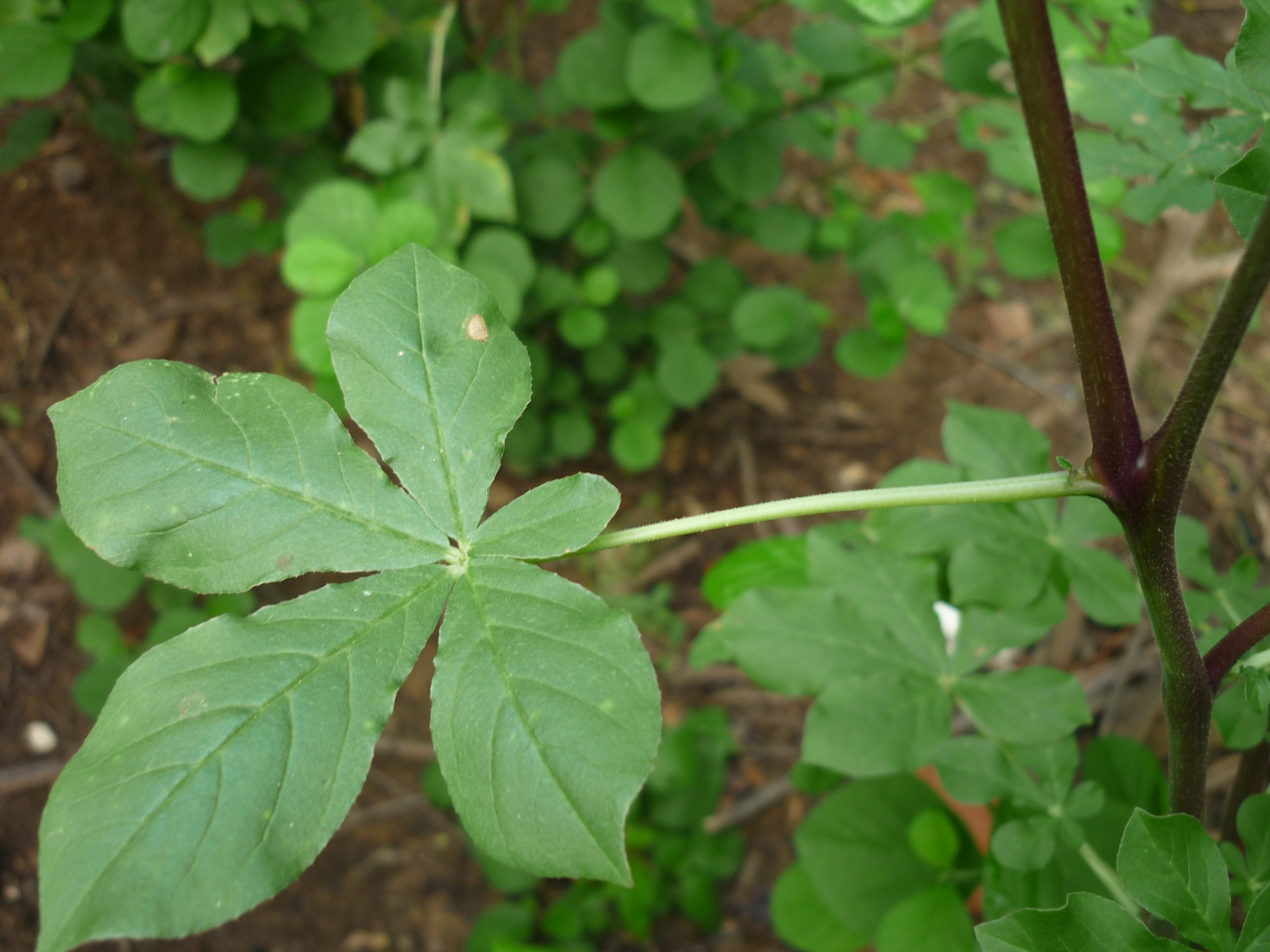 African spiderflower leaf