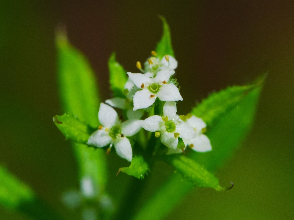 Catchweed bedstraw flowers