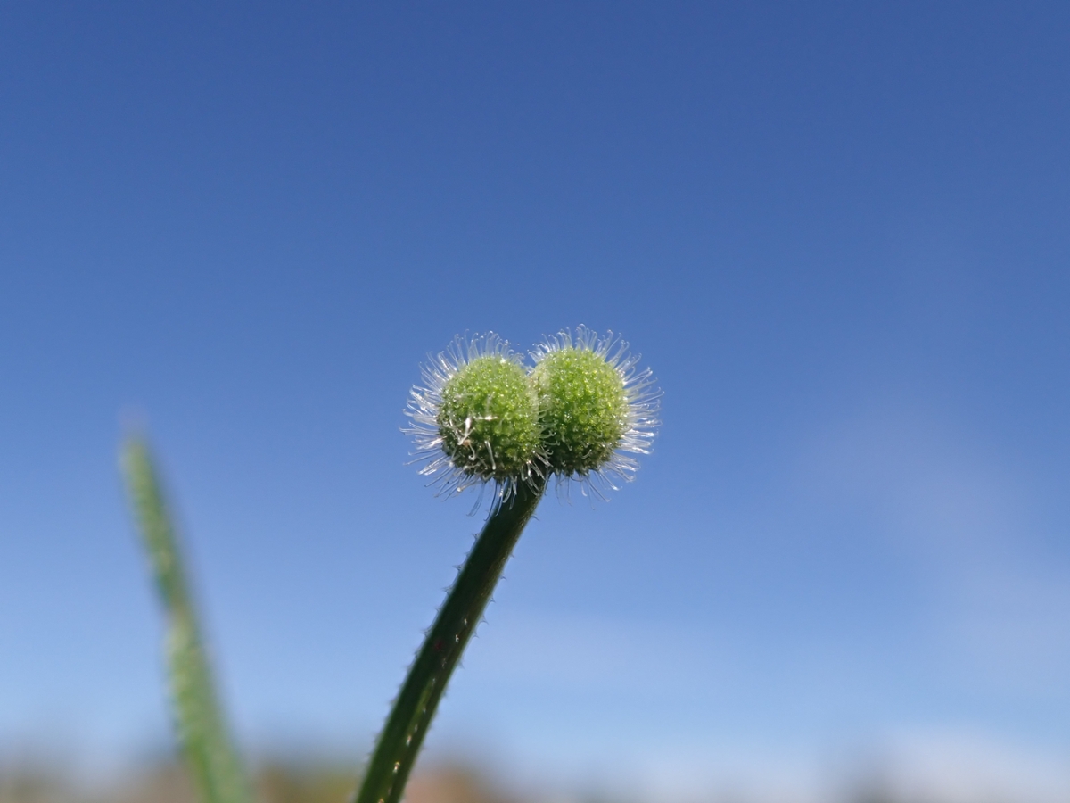 Catchweed bedstraw fruit