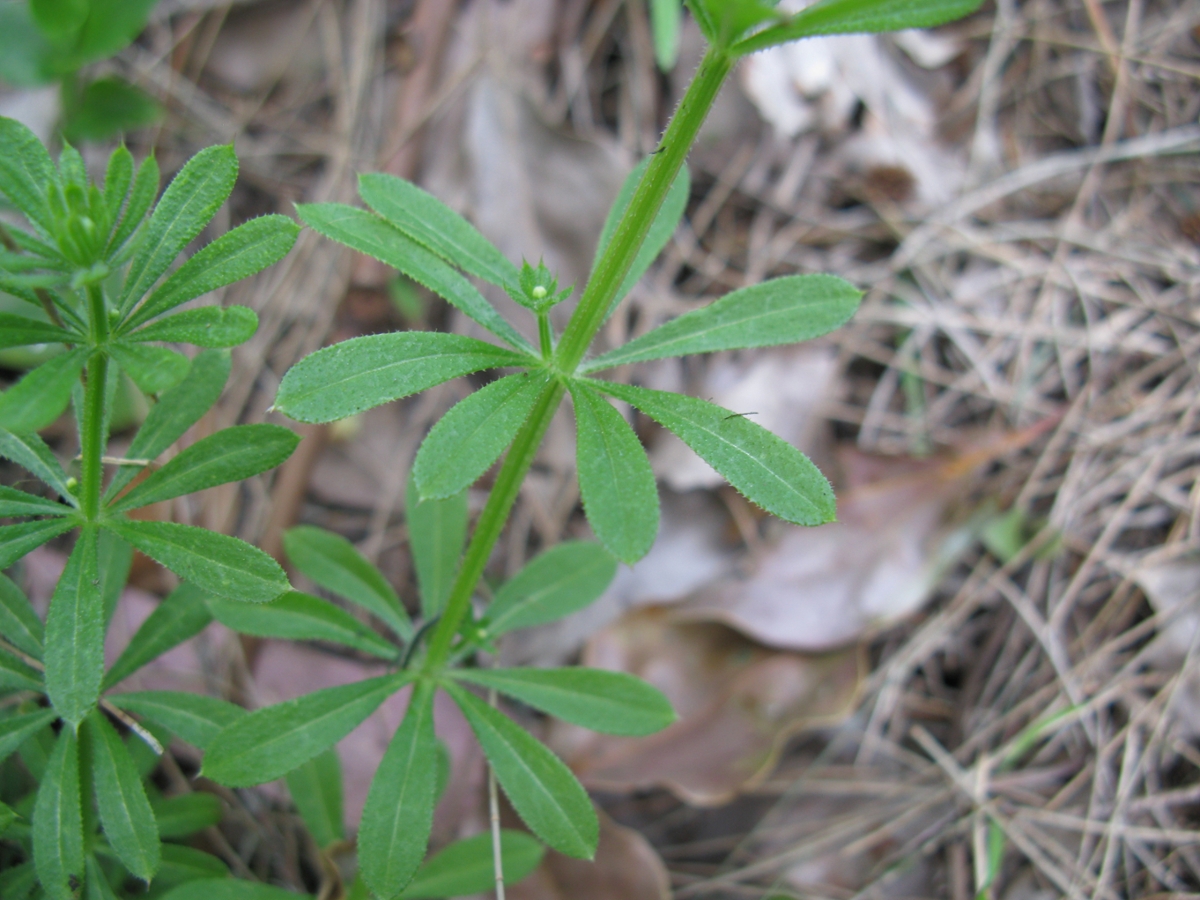 Catchweed bedstraw leaf