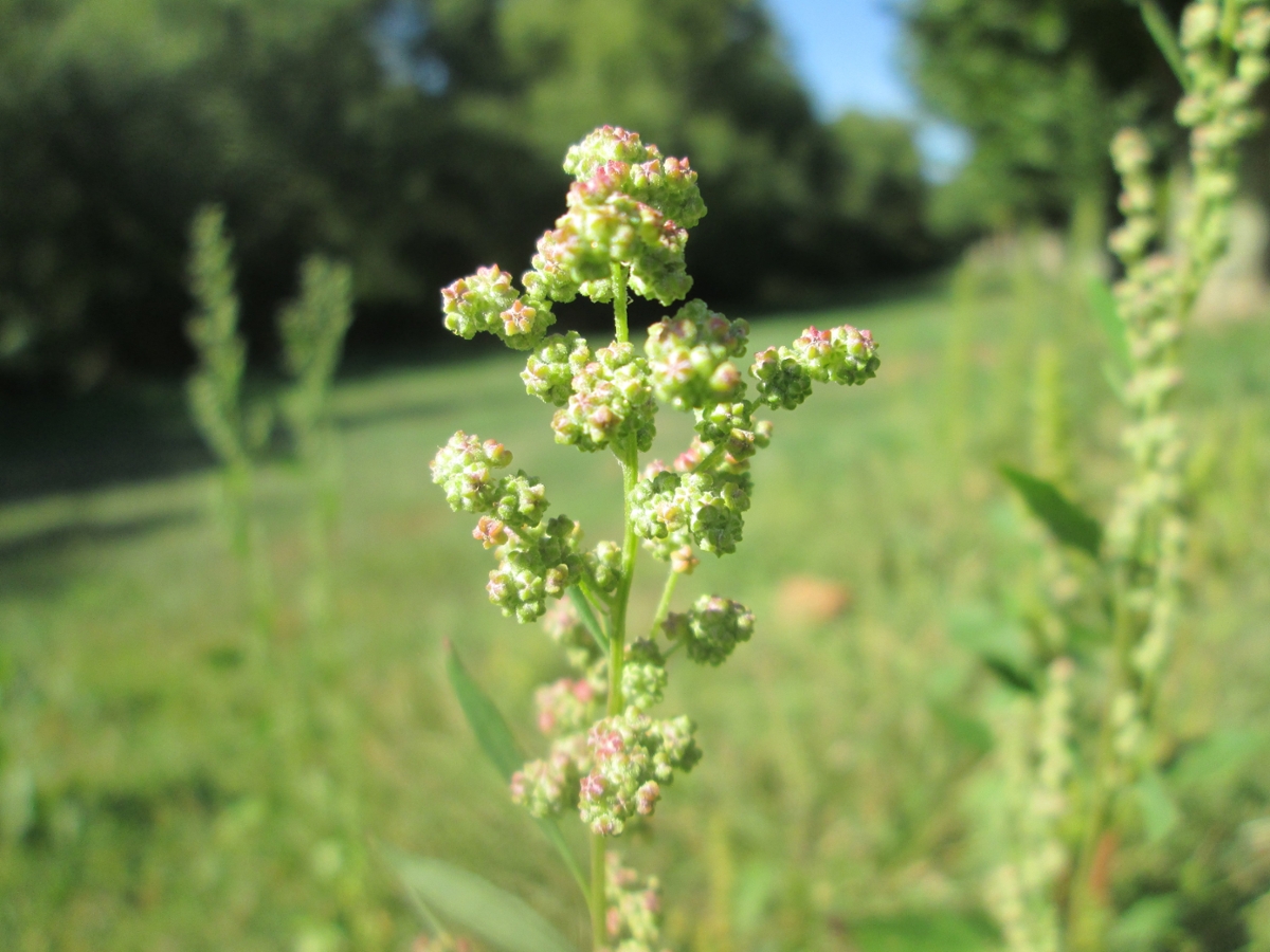 Common lambsquarters flower