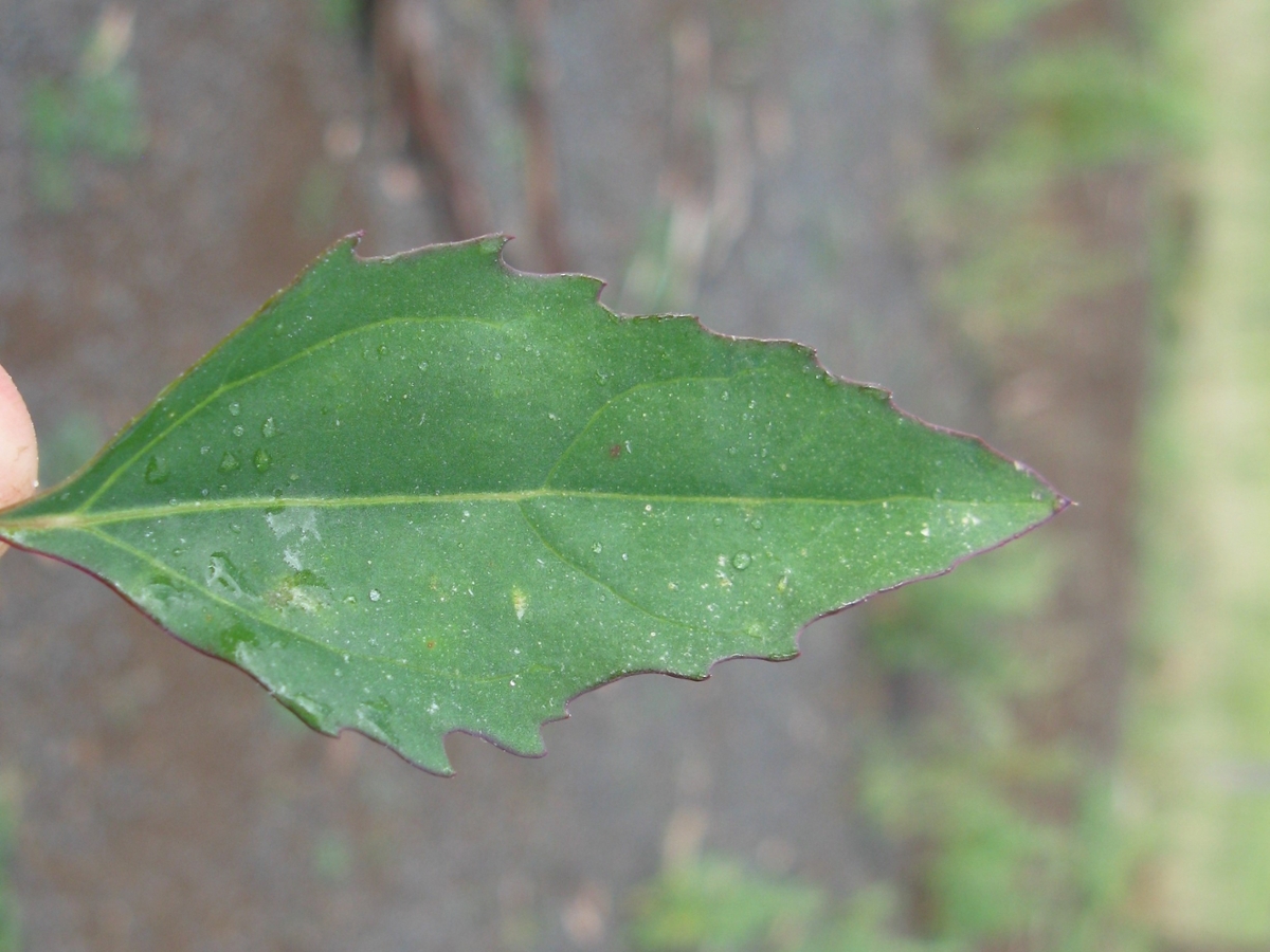 Common lambsquarters leaves