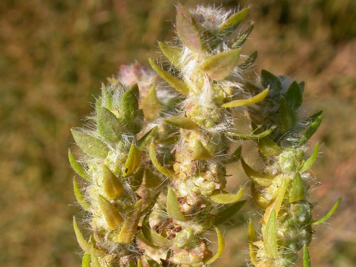 Kochia flowers