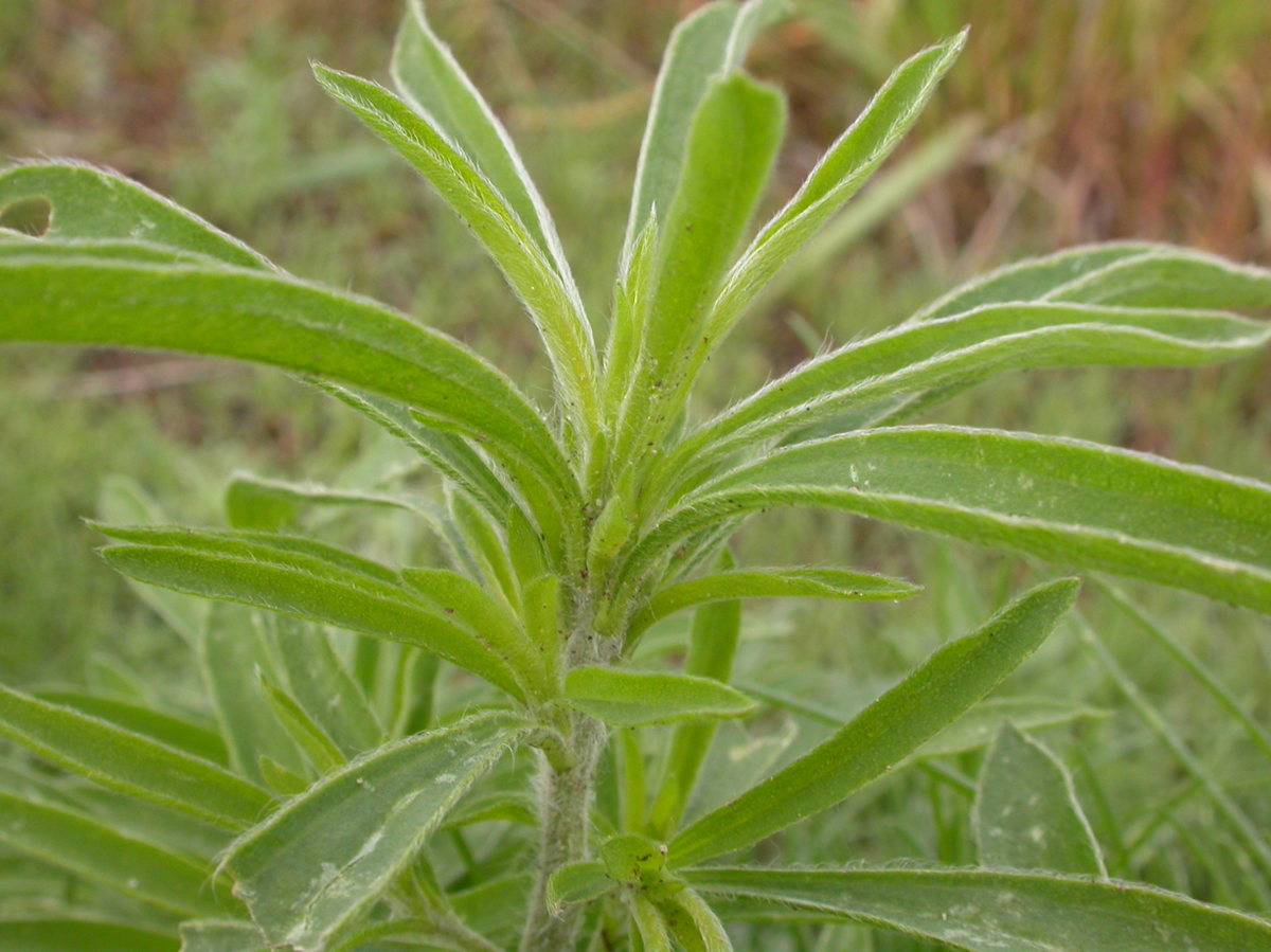 Kochia leaves