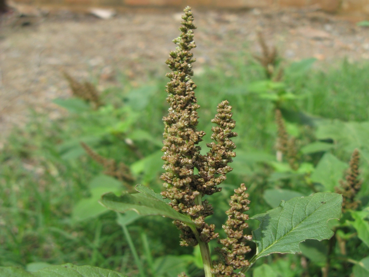 Slender amaranth flower