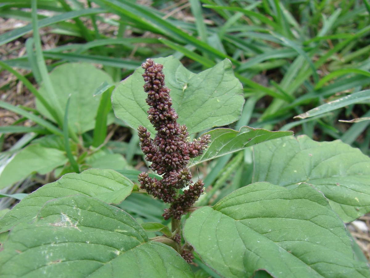 Slender amaranth fruit