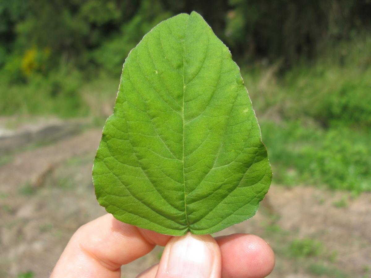 Slender amaranth leaf
